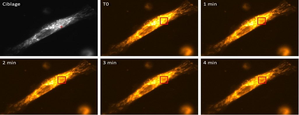 simulation dommage adn.jpg