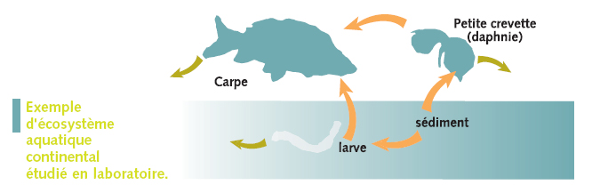 Ecosystème aquatique