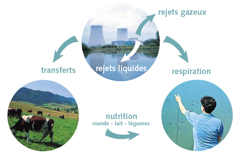 Illustration d'un écosystème