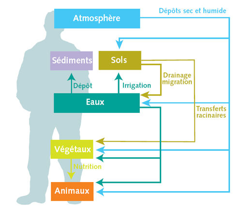 Transfert des radionucléides à l'organisme