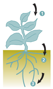 Transfert de radionucléide