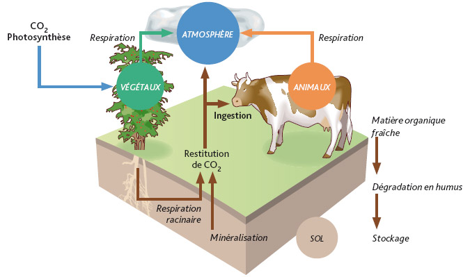 Cycle du carbone (représentation simplifiée).L. Stefano – IRSN