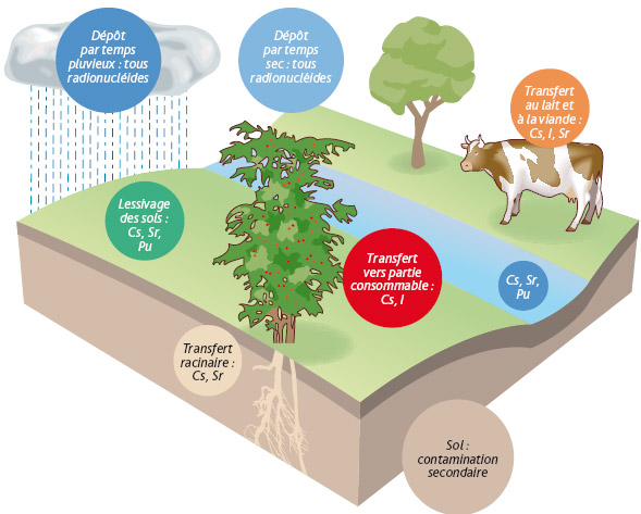 Transfert des principaux radionucléides dans les différents compartiments de l'environnement.L. Stefano – IRSN