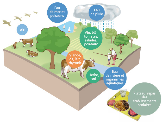 Type d’échantillons prélevés dans le cadre de la surveillance de la radioactivité de l'environnement.L. Stefano – IRSN