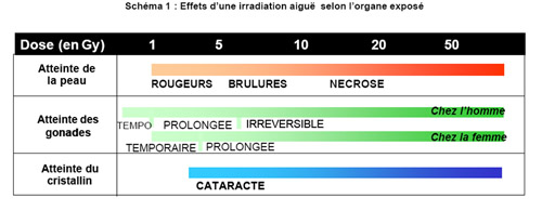 Effets d'une irradiation aigue selon l'organe exposé. @IRSN