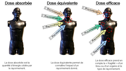 Les trois types de dose : absorb&eacute;e, &eacute;quivalente et efficace.