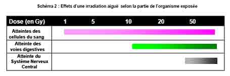 Effets d'une irradiation aigue selon la partie de l'organisme exposé. @IRSN