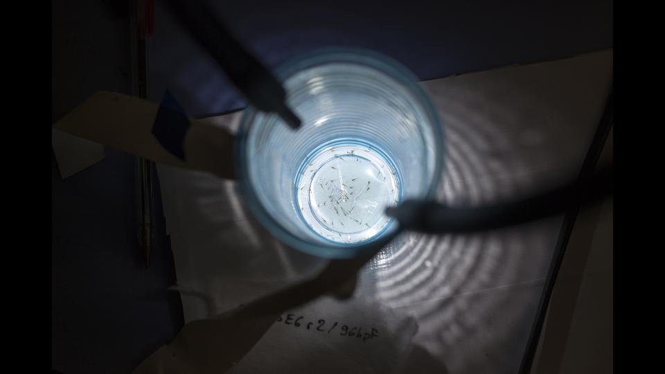 ​Larves de poisson-zèbre © Francesco Acerbis/IRSN