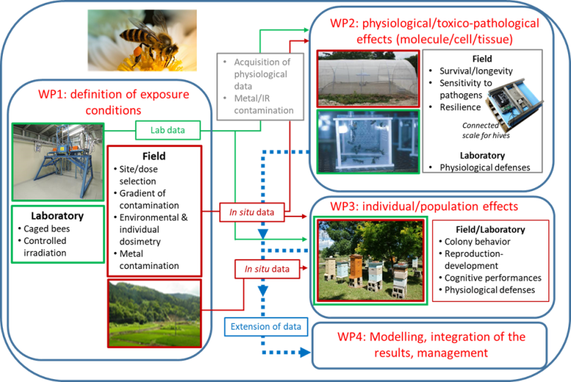 BEERAD - articulation des différents WP entre eux