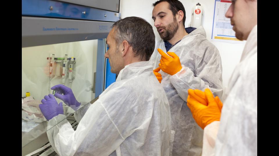 ParisII - Mise en culture de cellules© Francesco Acerbis/IRSN