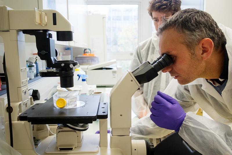 IRNS_labo_LRSI_Mise en place de la culture cellulaire. Laboratoire de culture cellulaire du plateau technique de l’installation PARISII.