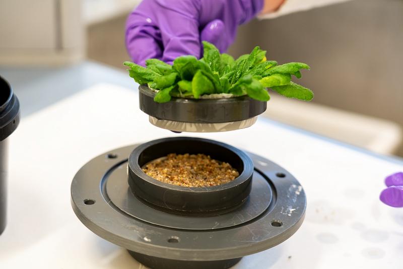 Gros plan sur un rhizotest utilisé dans le Laboratoire de Recherche sur les Transferts de radionucléides dans les écosystèmes Terrestres (LR2T) 