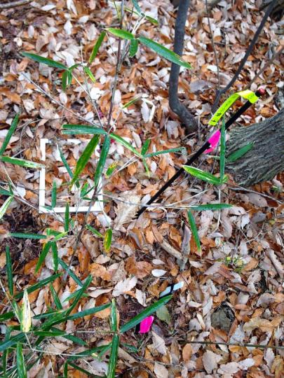 campagne d'échantillonnages en forêts au Japon et en Ukraine - © Caroline Simonucci/Médiathèque IRSN