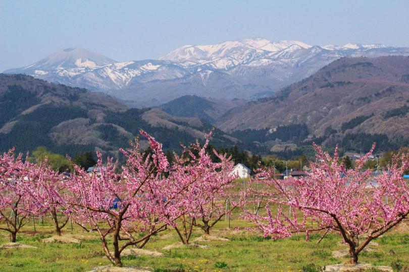 La chaine de montagnes Azuma et des pêchers en fleurs dans la préfecture de Fukushima (Japon)