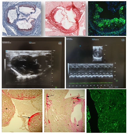 rayonnements ionisants, faibles doses, effets sur la santé, cardiovasculaire, cérébral, transgénérationnel, cancer, intégration des données, AOP  Les principales activités de recherche du LRTOX s'inscrivent dans les priorités scientifiques de l'IRSN et visent à comprendre les réponses biologiques aux faibles doses de rayonnements et les mécanismes conduisant à des pathologies non cancéreuses et cancéreuses.