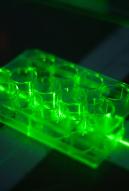 cellules biologiques installées dans l'installation Alphée en vue d'une irradiation