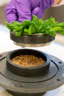 Gros plan sur un rhizotest utilisé dans le Laboratoire de Recherche sur les Transferts de radionucléides dans les écosystèmes Terrestres (LR2T) 